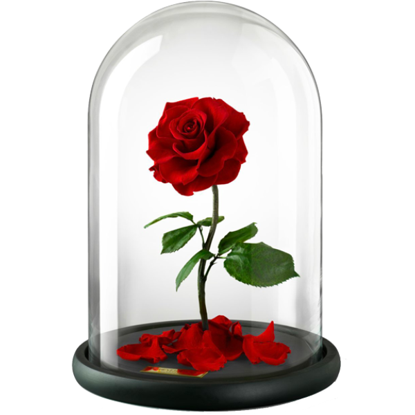 Красная роза в стеклянной колбе
