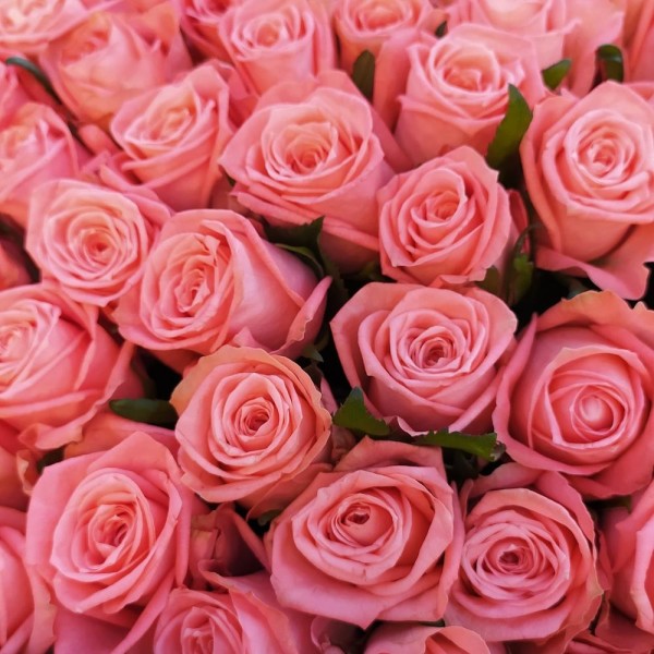 Букет из 201 розы Анна Кариния 100 см