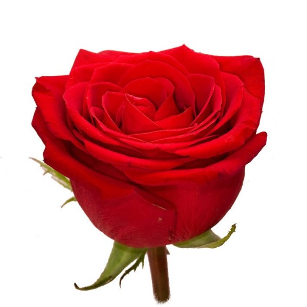 Красная роза "Гран При" оптом 90 см