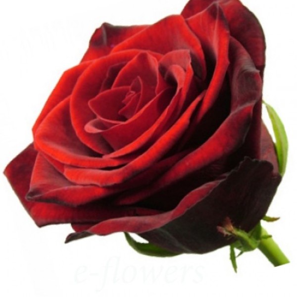 Красная роза "Гран При" оптом 80 см