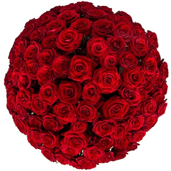 Красная роза "Гран При" оптом 100 см