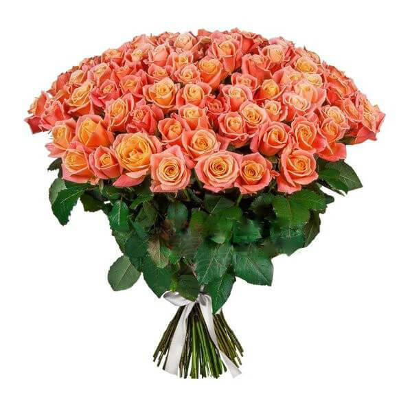 Оранжевая роза "Мисс Пигги"