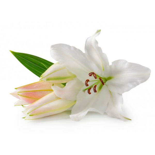 Букет из белых роз и лилии  "Изысканность"