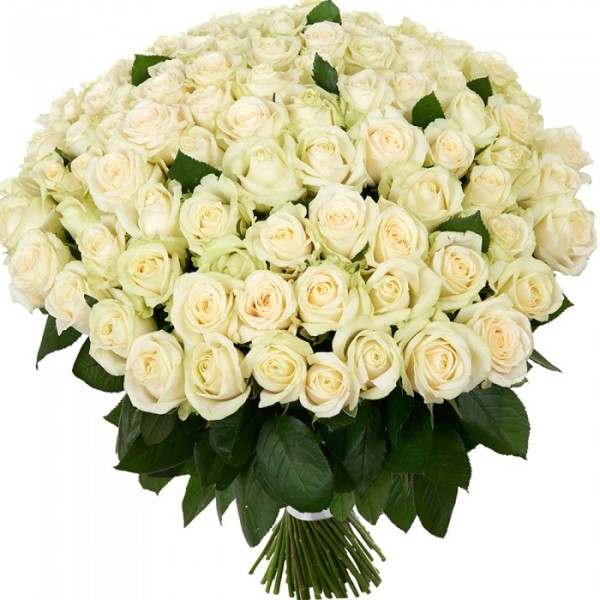Белая роза "Аваланж" оптом 70 см.