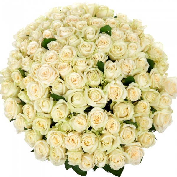 Белая роза "Аваланж" оптом 90см.