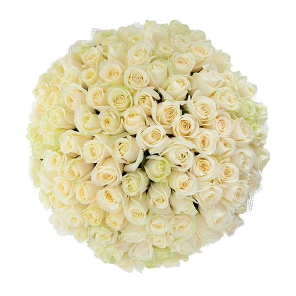 Белая роза "Аваланж" оптом 90см.