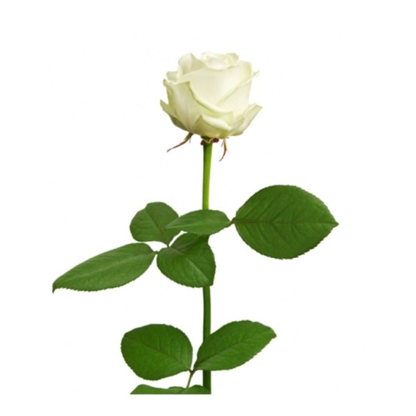 Белая роза "Аваланж" оптом 70 см.