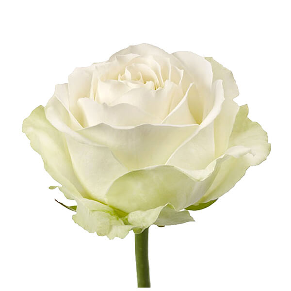 Белая роза "Аваланж" оптом 80см.