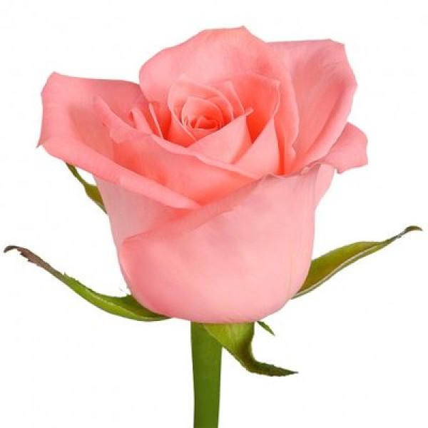 Розовая роза "Анна Кариния" 