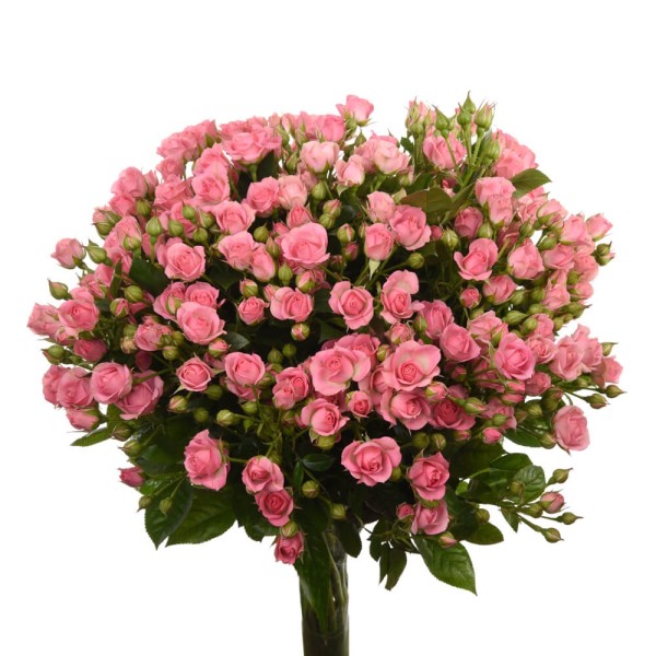 Розовая кустовая роза "Лавли Лидия" оптом  90 см.