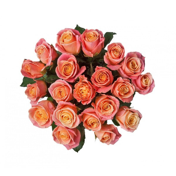 Помаранчева троянда "Міс Піггі"
