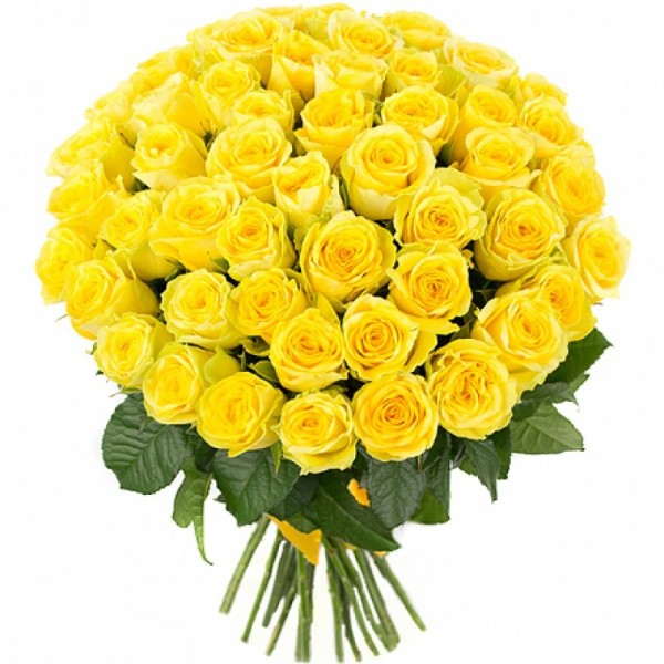 Желтая роза "Пенни Лейн"