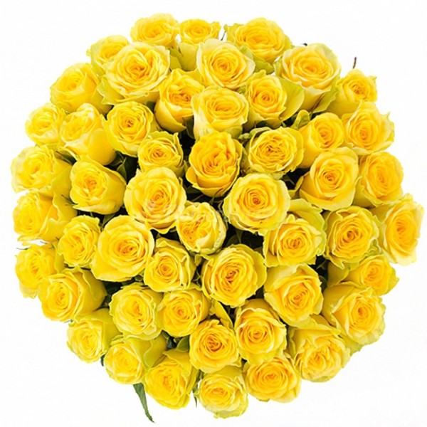 Жовта троянда "Пенні Лейн"