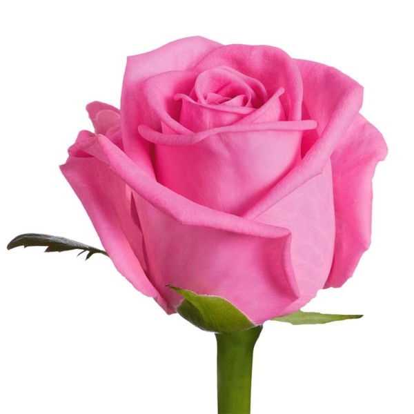 Розовая роза "Аква" оптом 80см.