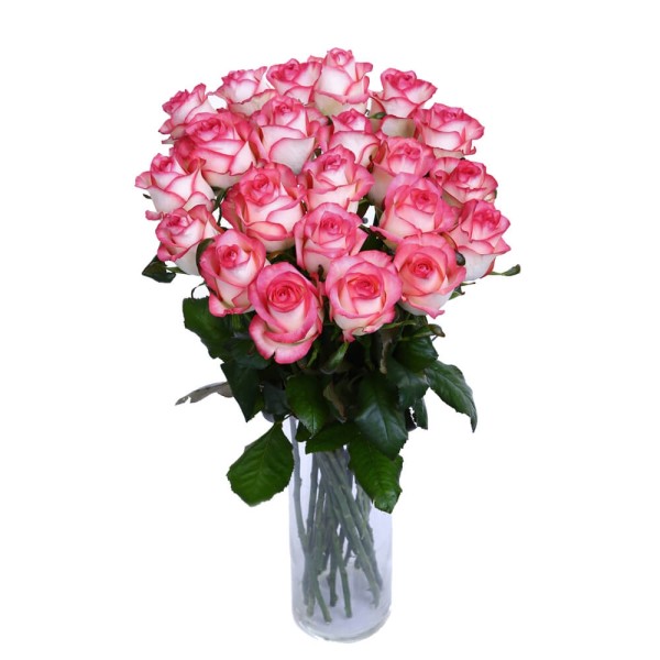 Розовая роза "Джумилия" оптом 80 см.