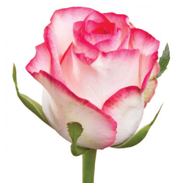 Рожева троянда "Джумілія" оптом 80 см.