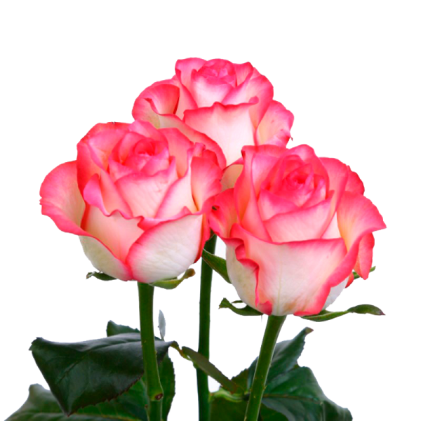 Розовая роза "Джумилия" оптом 80 см.
