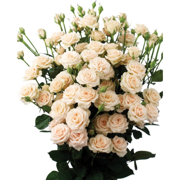 Кремова троянда "Крем Грація" оптом 70см.