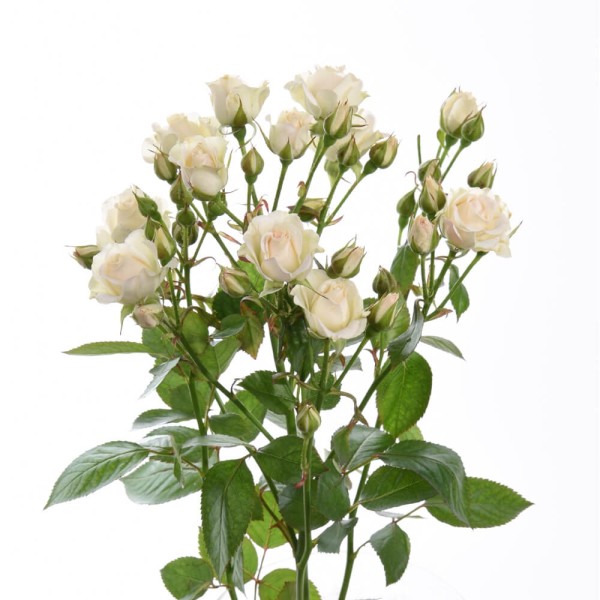 Кремовая роза "Крем Грация" оптом 90см.