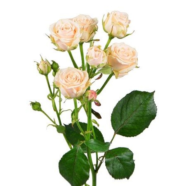 Кремовая роза "Крем Грация" оптом 70см.