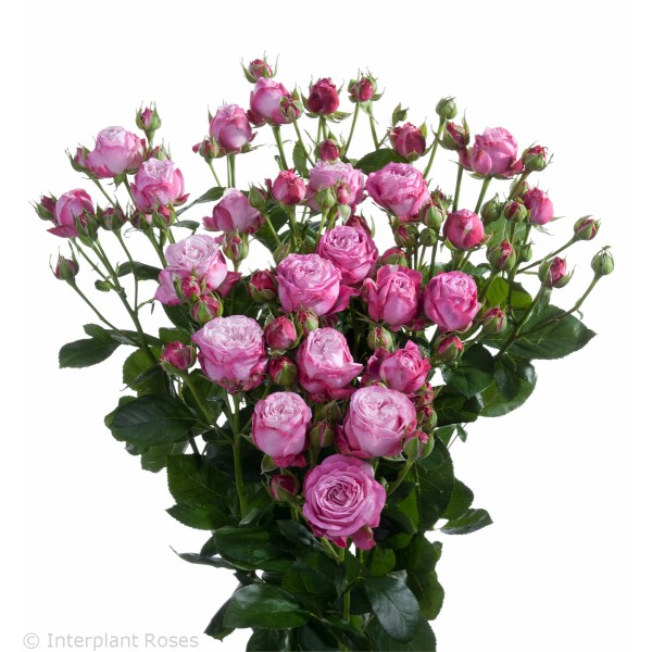 Розовая роза "Леди Бомбастик" оптом