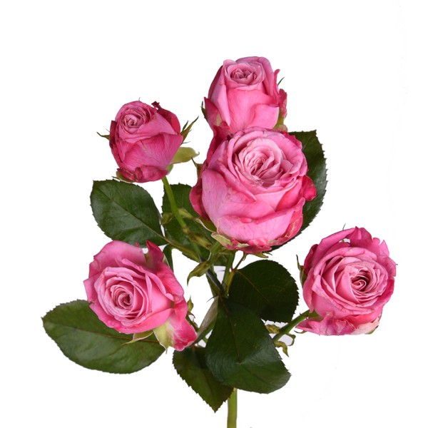 Розовая роза "Леди Бомбастик" оптом