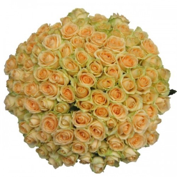 Кремовая роза "Пич Аваланж" оптом 80см.