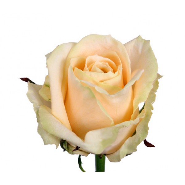 Кремова троянда "Піч Аваланж" оптом 90см.