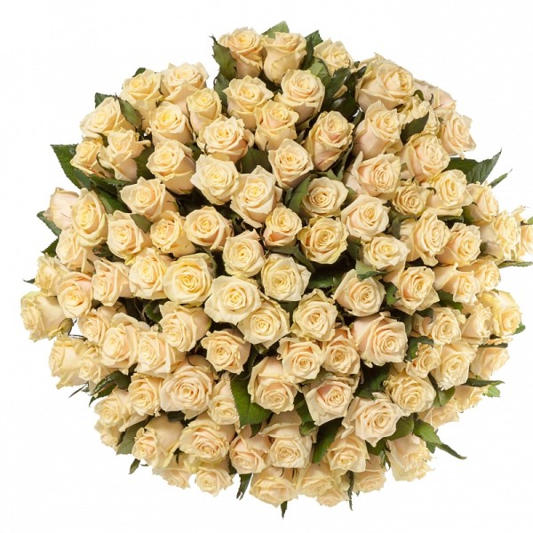 Кремовая роза "Талея" оптом 80см.