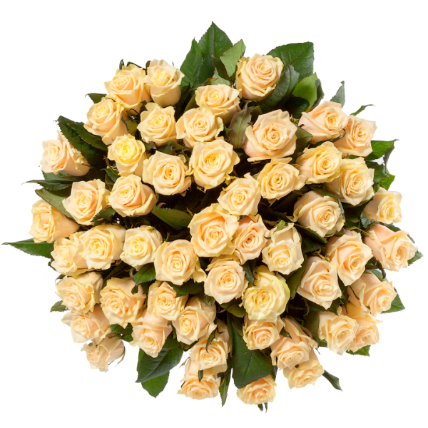 Кремовая роза "Талея" оптом 90см.