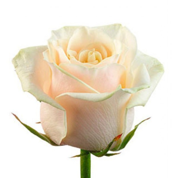 Кремовая роза "Талея" оптом 70см.