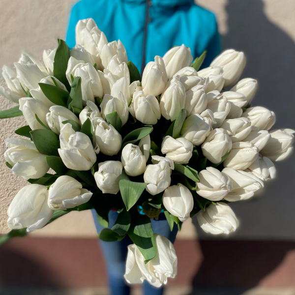 Белый тюльпан шт