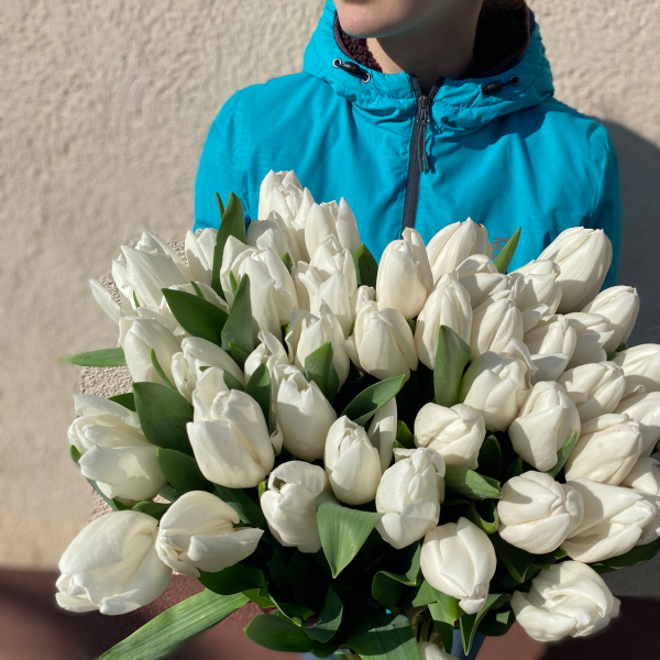Белый тюльпан шт