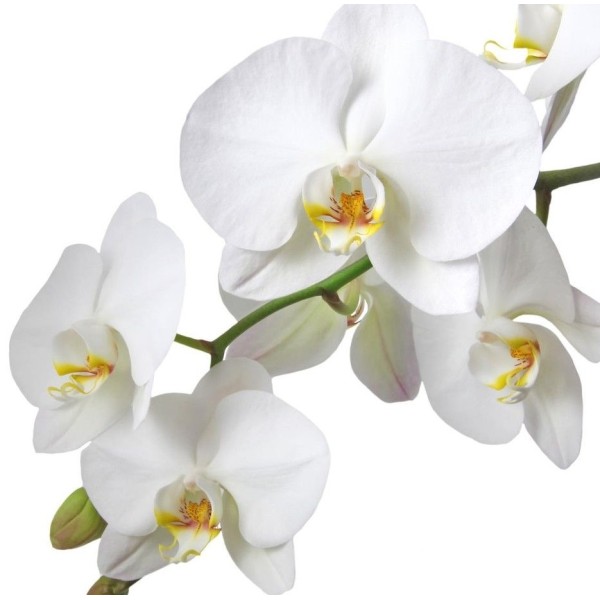 Белая орхидея фаленопсис