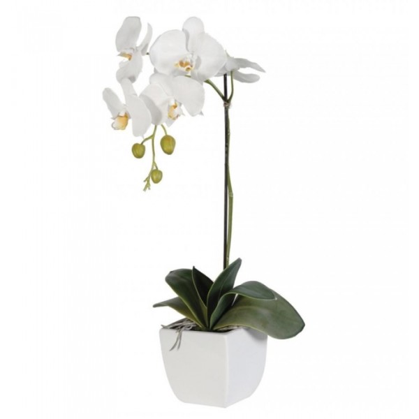 Белая орхидея фаленопсис