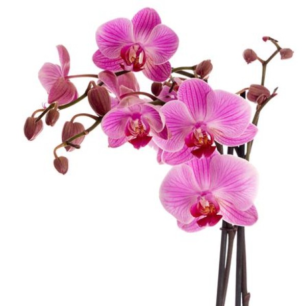 Розовая орхидея фаленопсис