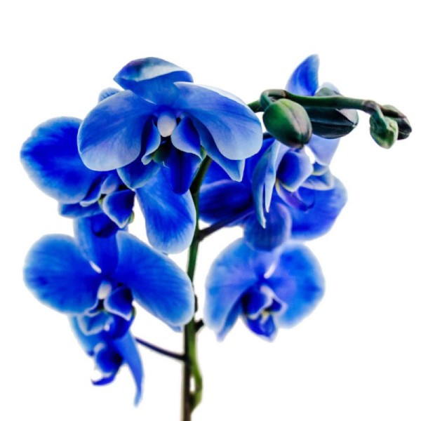 Голубая орхидея фаленопсис
