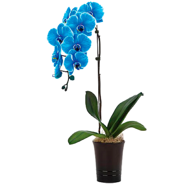 Голубая орхидея фаленопсис