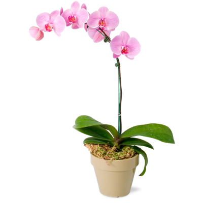 Светло-розовая орхидея фаленопсис