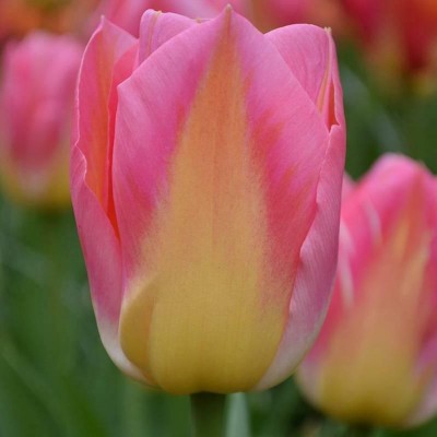 Тюльпан розово-желтый шт  оптом
