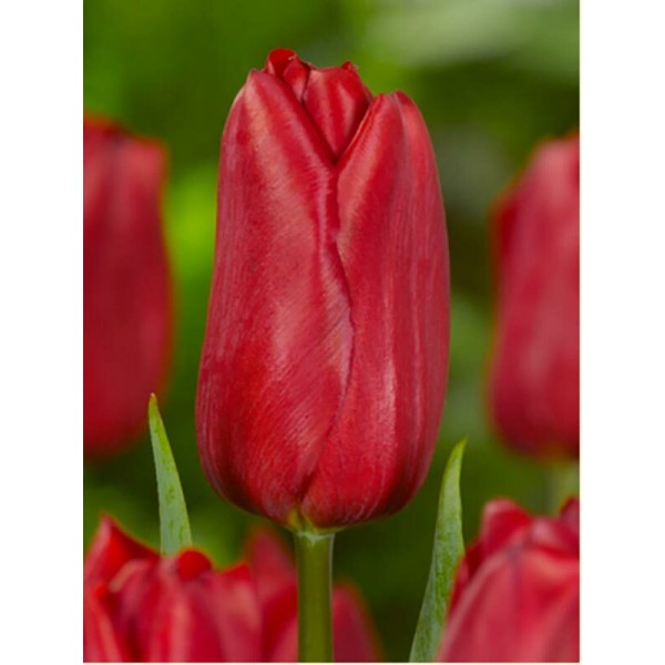 Красные тюльпаны поштучно  оптом 
